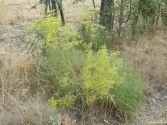 Peucedanum officinale