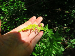 Solidago altissima