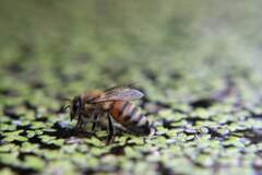 Apis mellifera