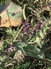 Odontites vulgaris