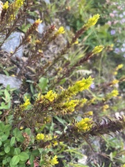 Orthocarpus luteus
