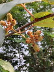 Actinidia latifolia