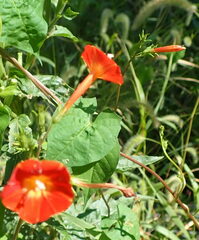 Ipomoea hederifolia