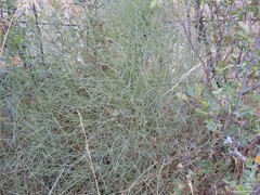 Peucedanum officinale