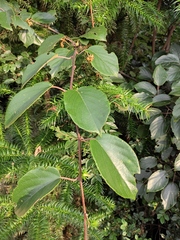 Actinidia latifolia