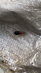 Phyllopalpus pulchellus