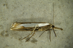 Crambus watsonellus