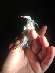 Portunidae