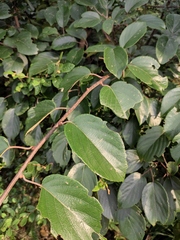 Actinidia latifolia