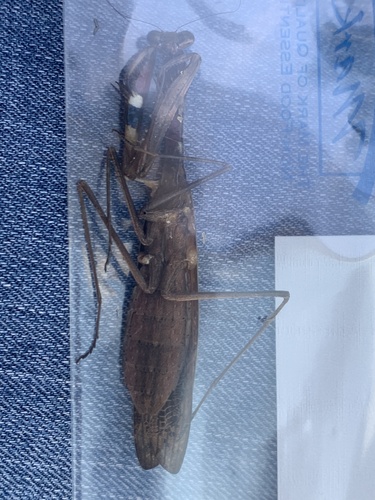 Asian Jumping Mantis photo 6