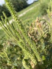 Amaranthus palmeri