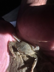 Portunidae