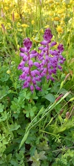 Lachenalia