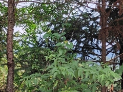 Mussaenda shikokiana