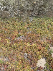 Ruschieae
