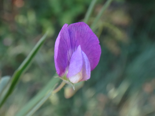 hrachor chlpatý (Lathyrus hirsutus)