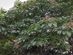 Triadica cochinchinensis