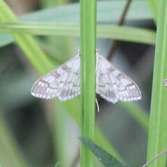 Epipagis fenestralis