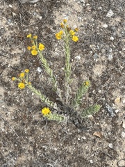 Heterotheca