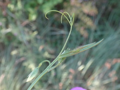 Lathyrus hirsutus