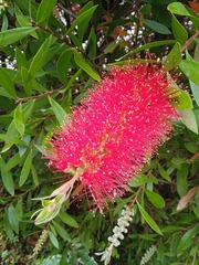 Melaleuca