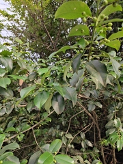 Ilex triflora