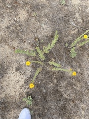 Heterotheca