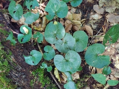 Asarum europaeum