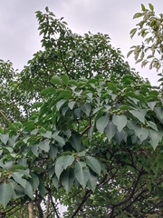 Triadica cochinchinensis