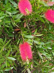 Melaleuca