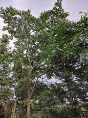 Triadica cochinchinensis