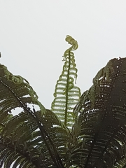 Alsophila bryophila