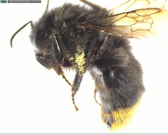 Bombus lapidarius