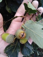 Curculio glandium