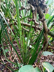 Bromelia antiacantha