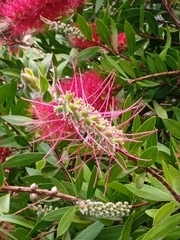 Melaleuca