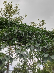 Triadica cochinchinensis