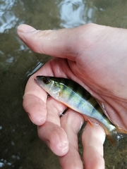 Perca fluviatilis