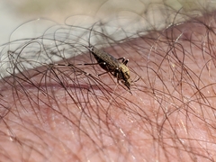 Aedes sollicitans