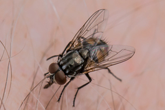 Musca autumnalis