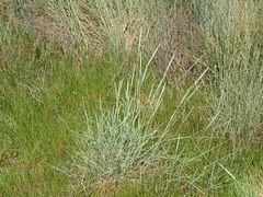 Thinopyrum elongatum