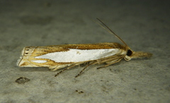 Crambus watsonellus
