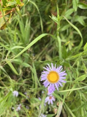 Erigeron speciosus