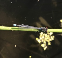 Erythromma najas