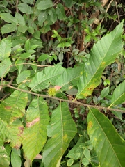 Castanea seguinii