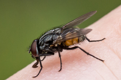 Musca autumnalis