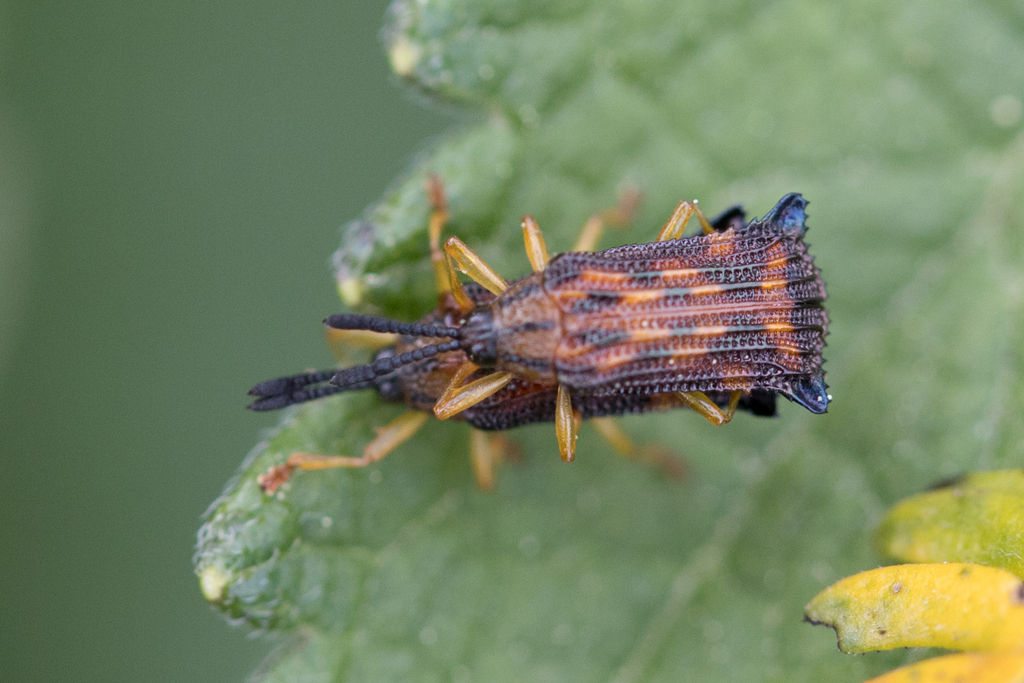Probaenia grayi