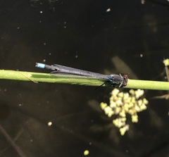 Erythromma najas