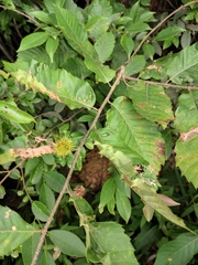 Castanea seguinii