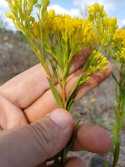 Solidago ohioensis